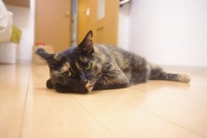 くつろぐ猫
